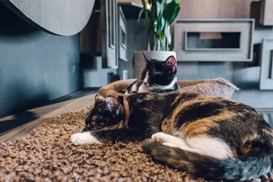 Java Whiskers, Cat Café in London, White City & Marylebone