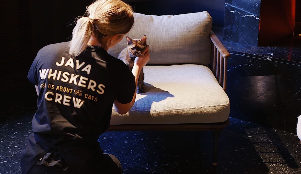 Work with Us - Java Whiskers