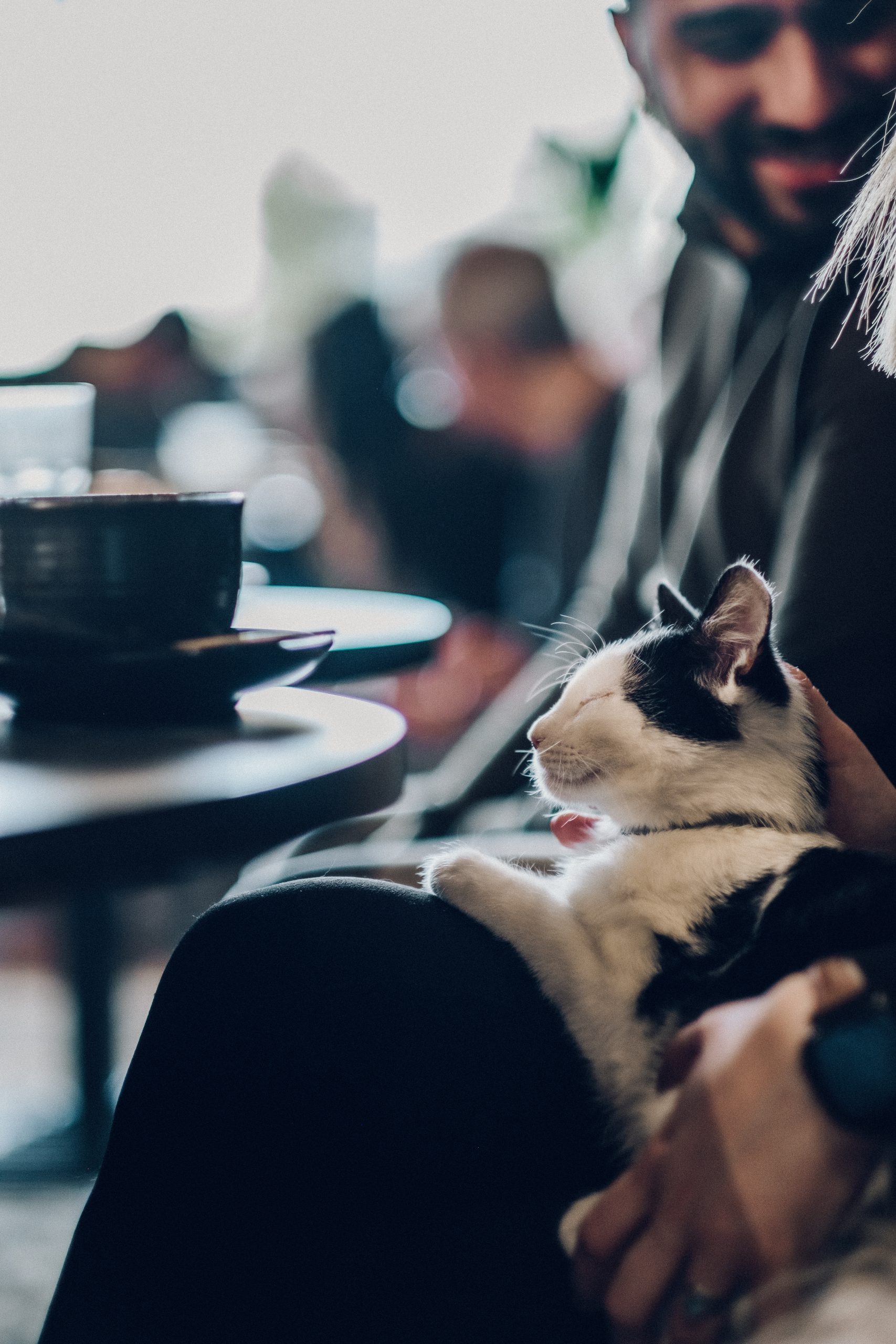 Java Whiskers - Experience Europe's Finest Cat Cafe