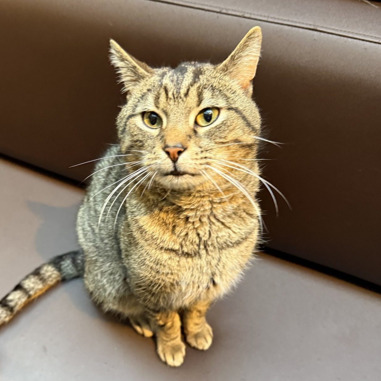 cat adoption