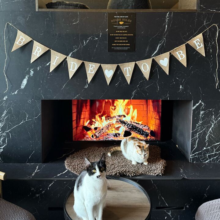 cat café hen do