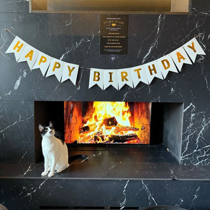cat cafe birthday