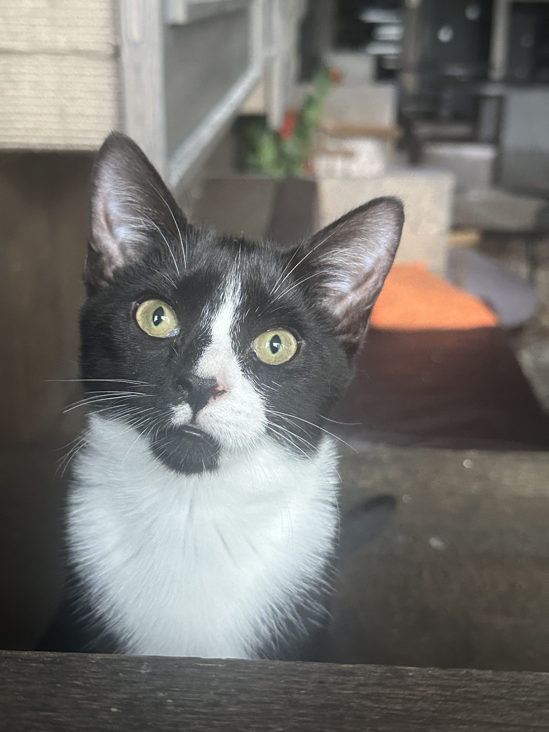 Bonnie