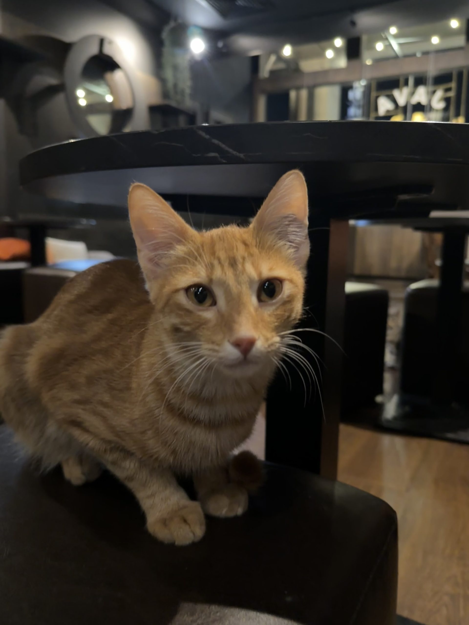 Tom 