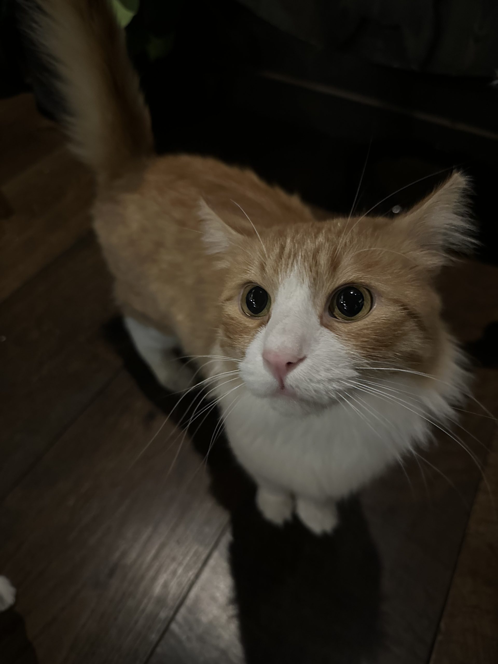 Thomas