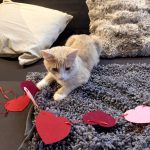 last minute valentine's day gift ideas for cat lovers