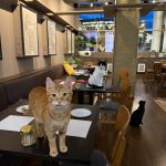 new hobbies to try in 2026