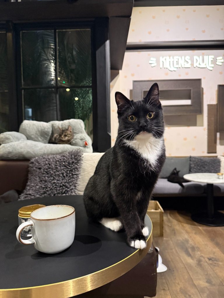 best cat cafe in london