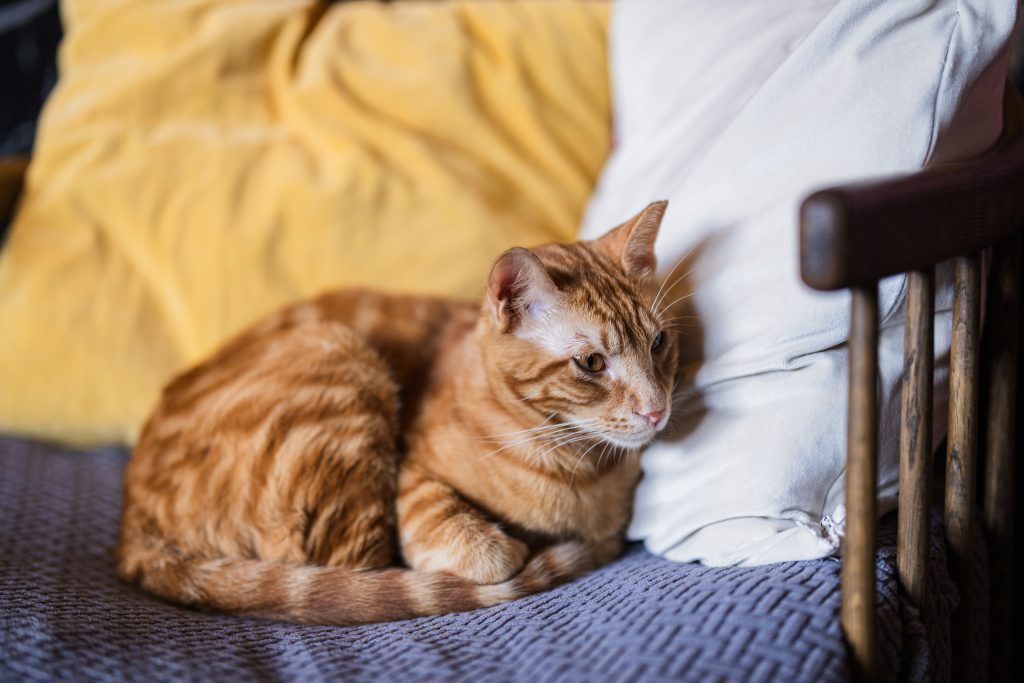 best cat cafe in london