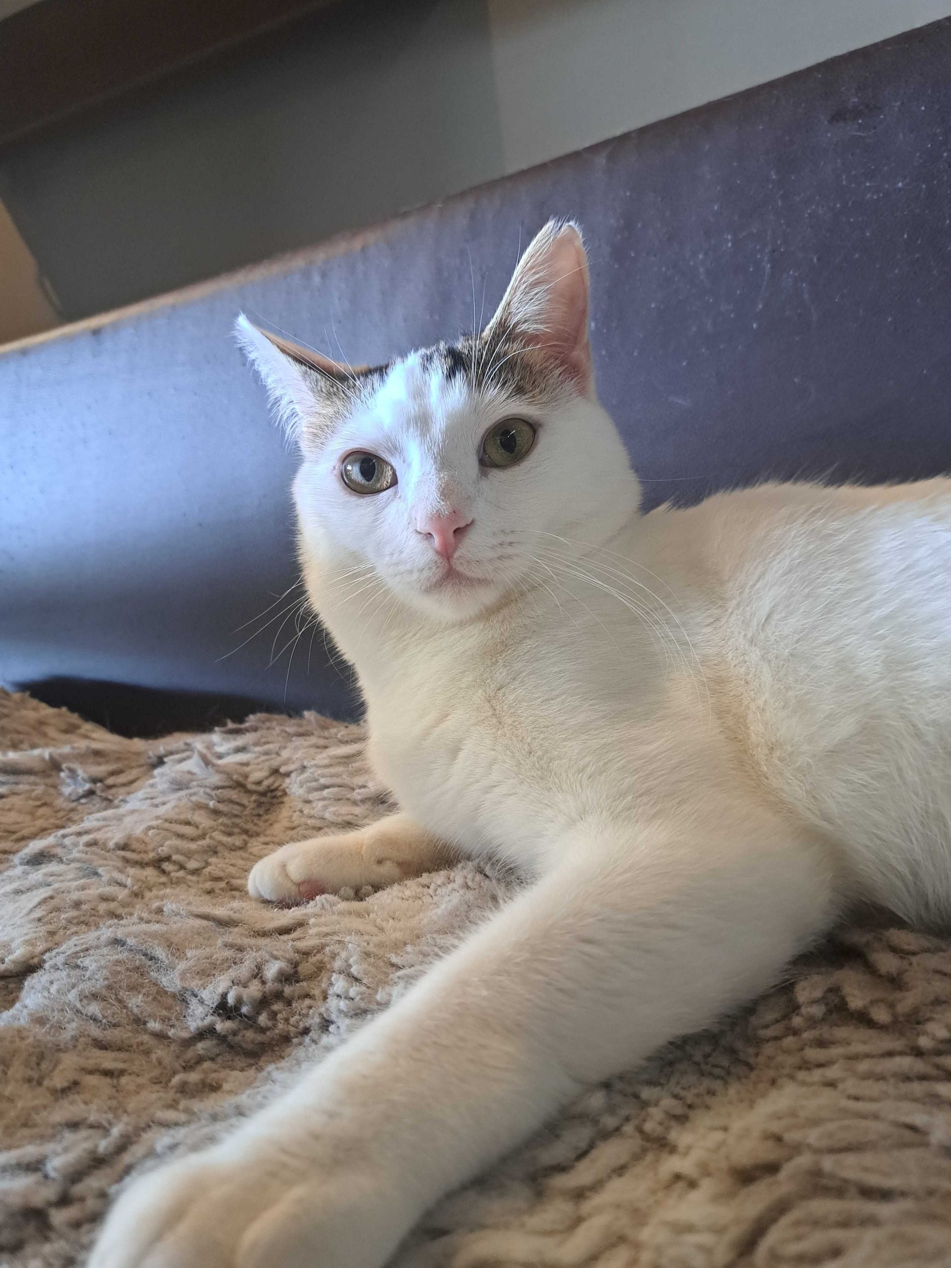 Simon