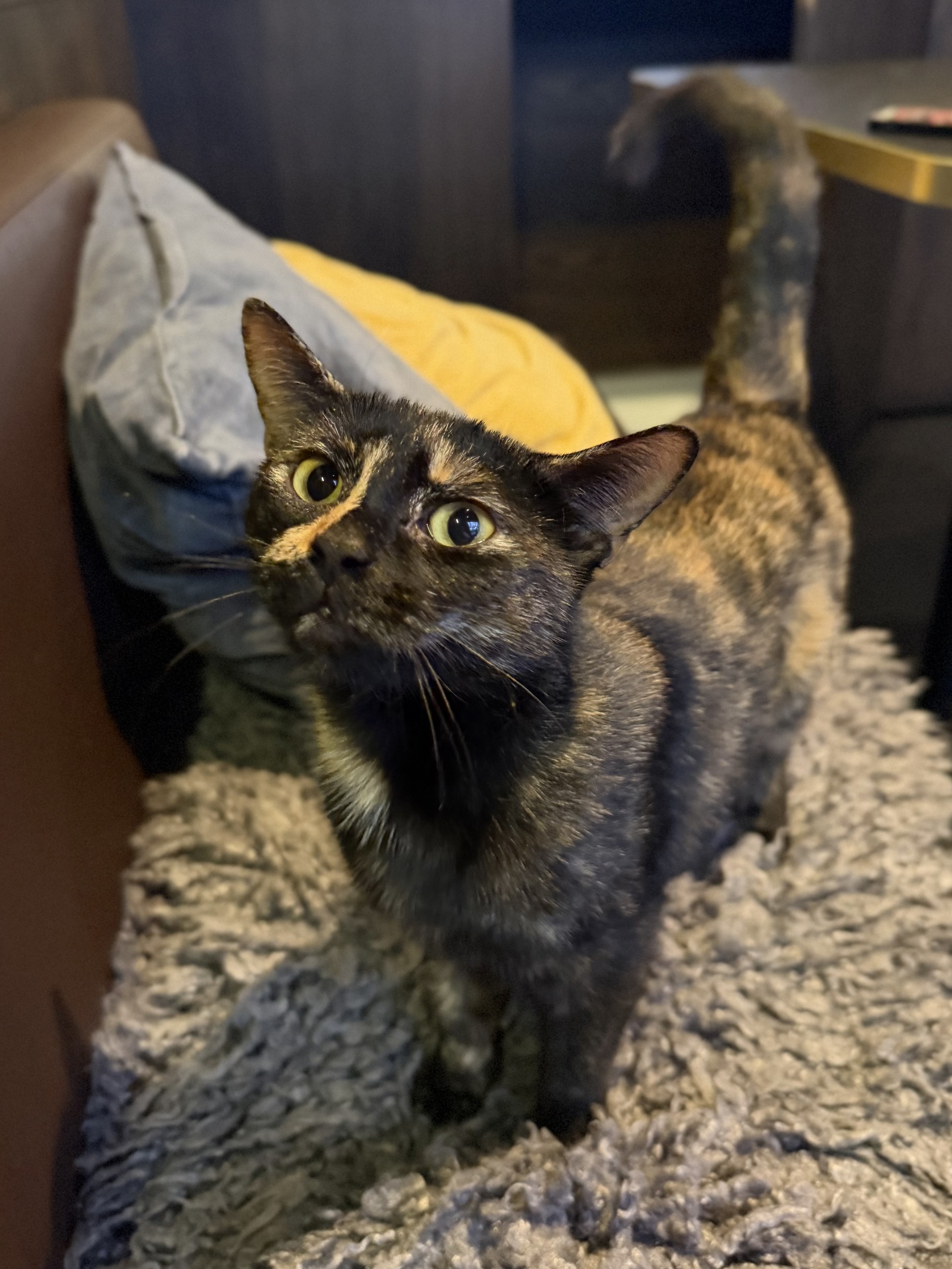 Harriet
