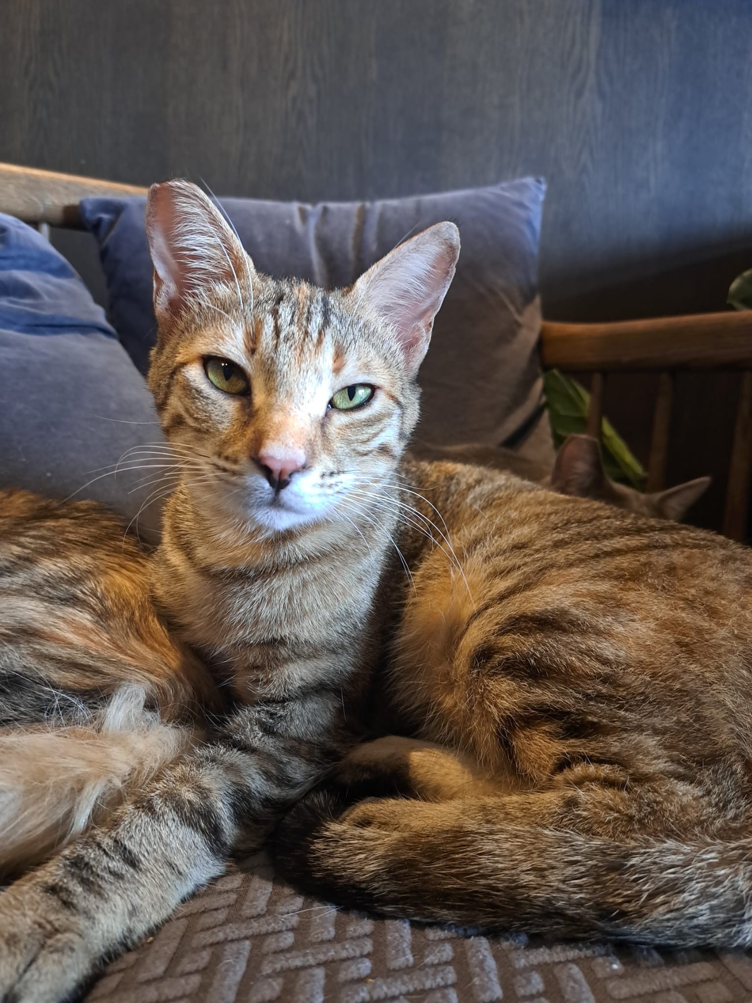 bella