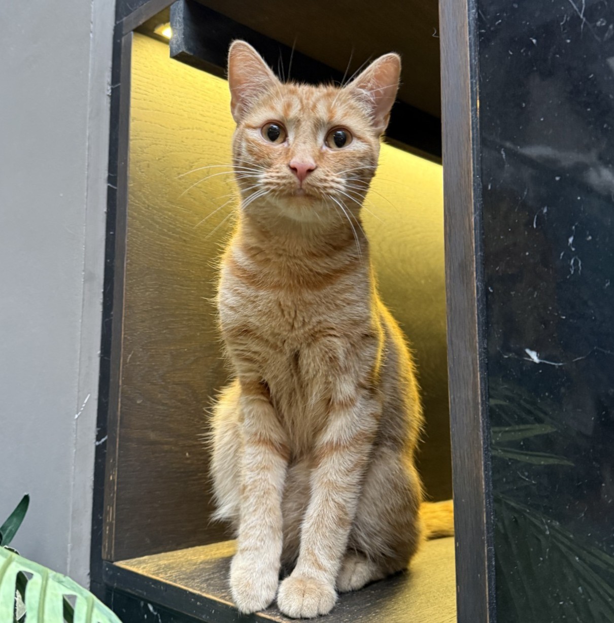 Garfield
