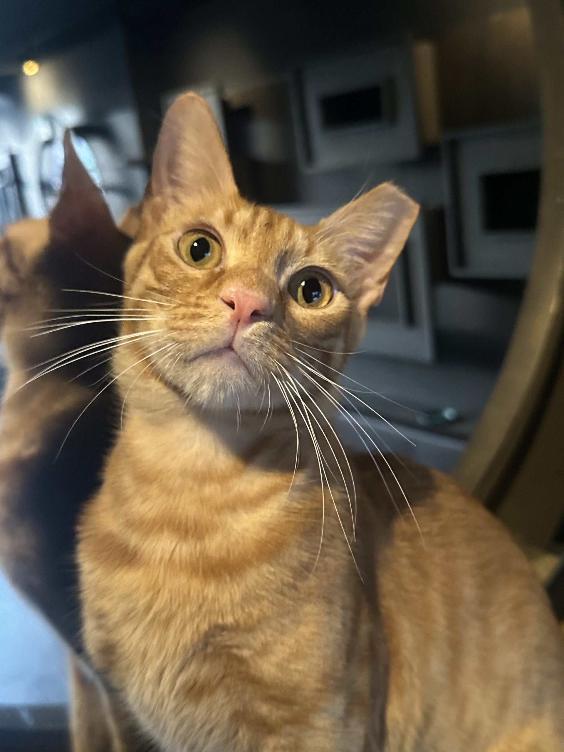 Oscar