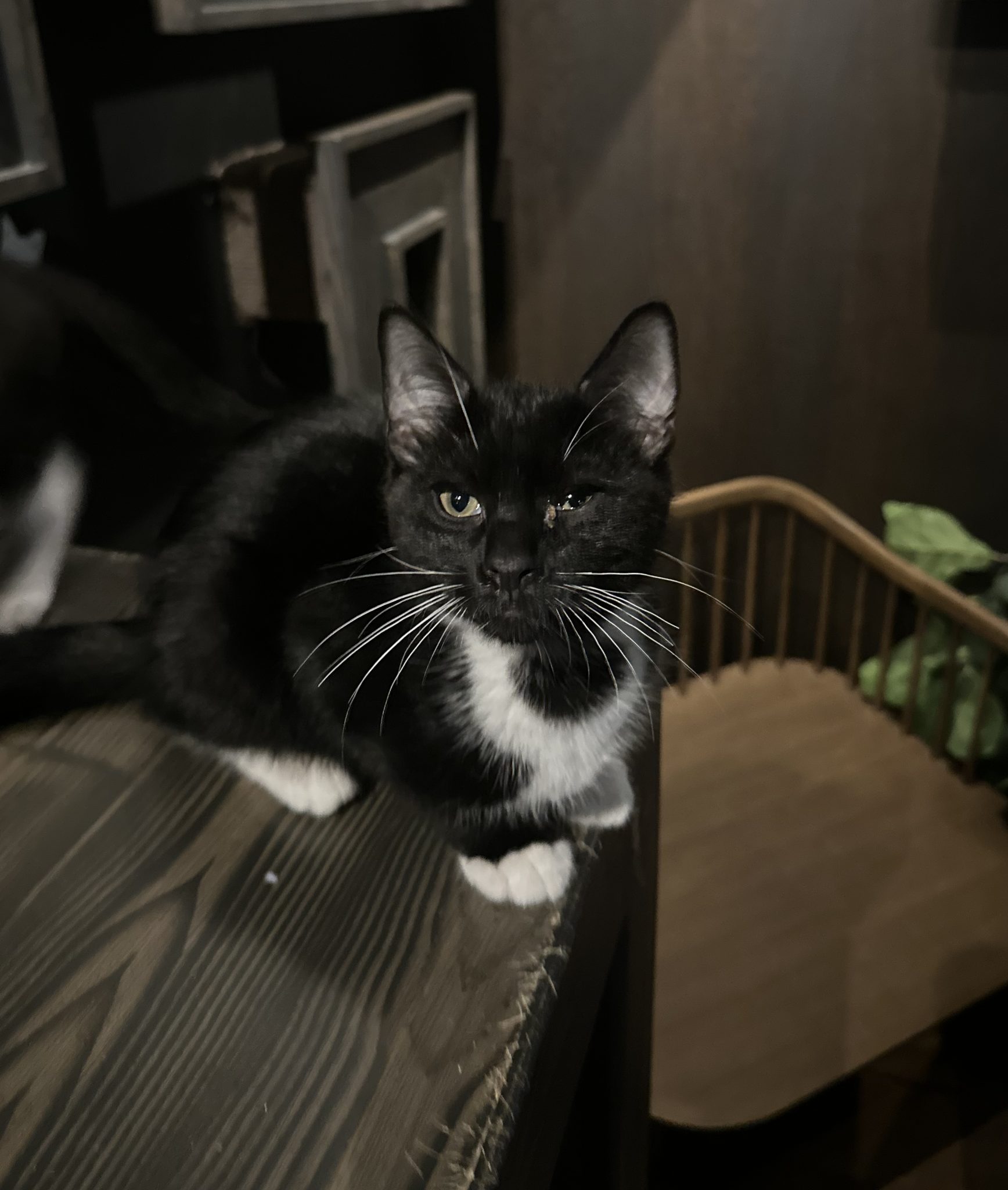 Ringo