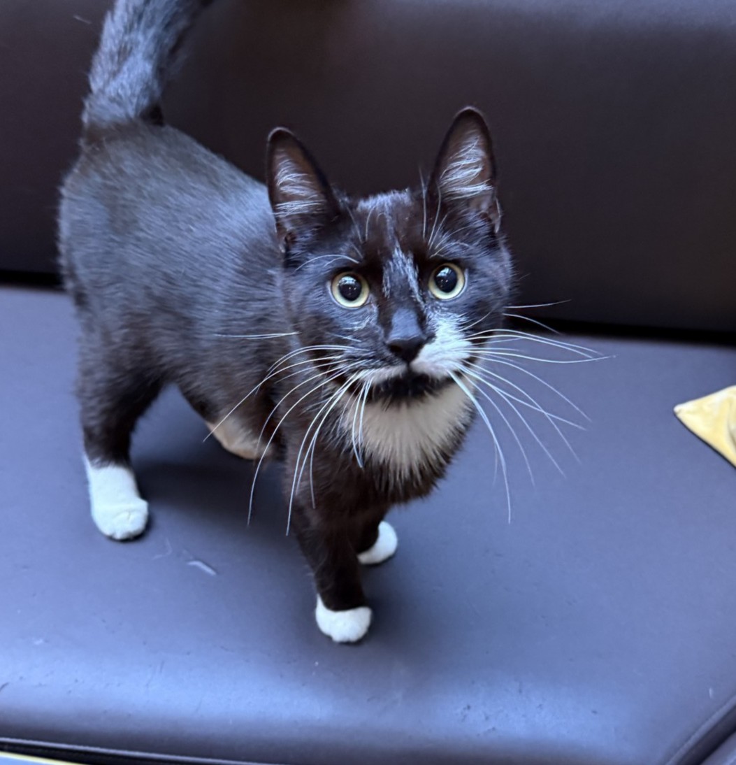 Milo