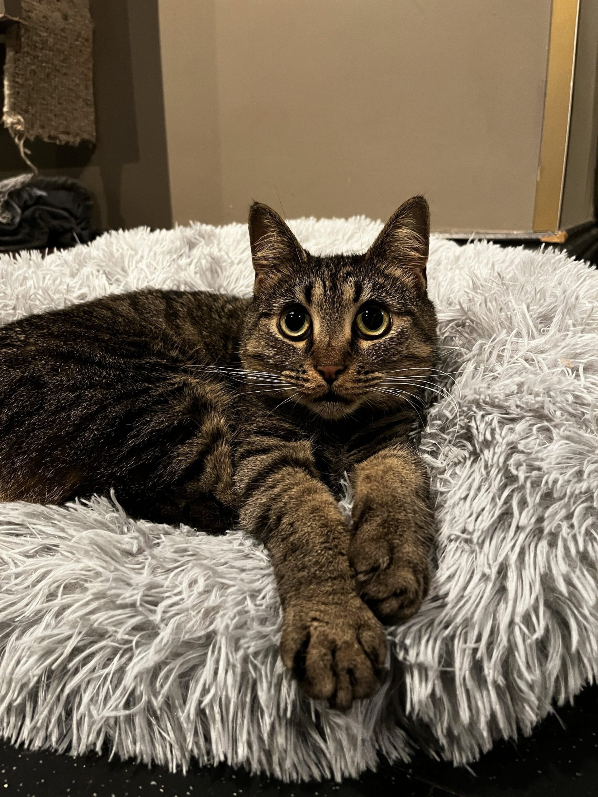 1k cat adoptions