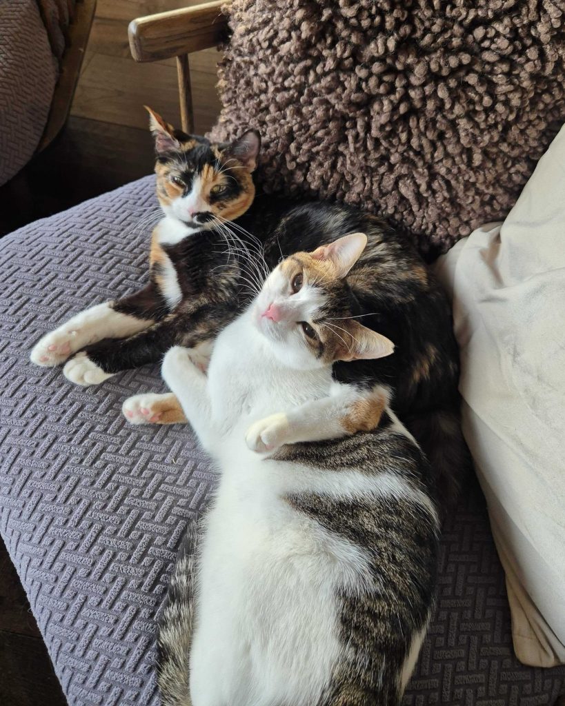 1,000 cat adoptions