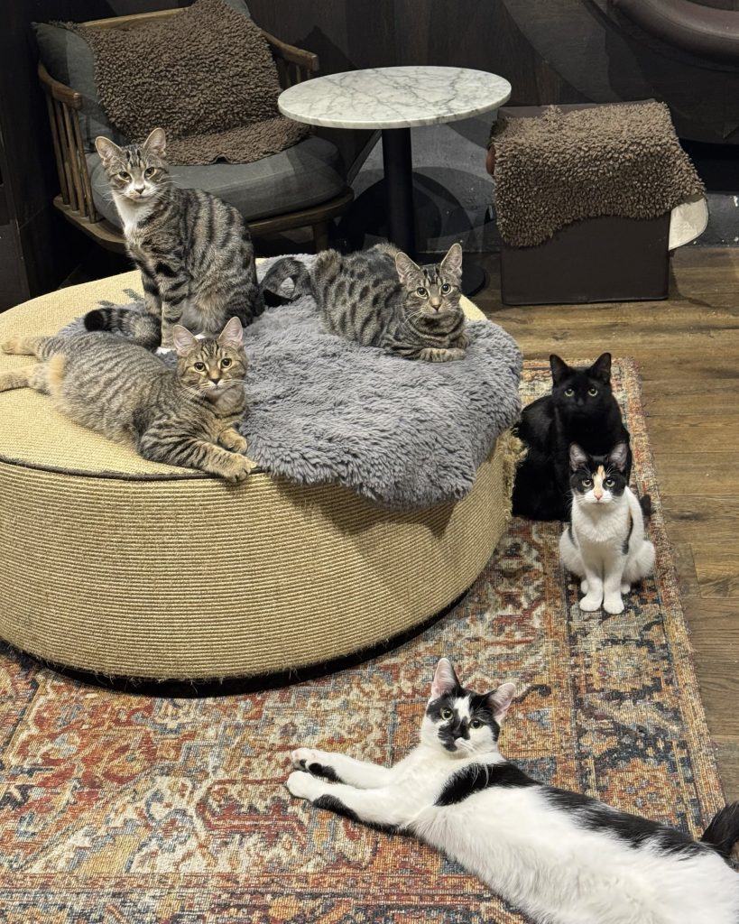 1k cat adoptions