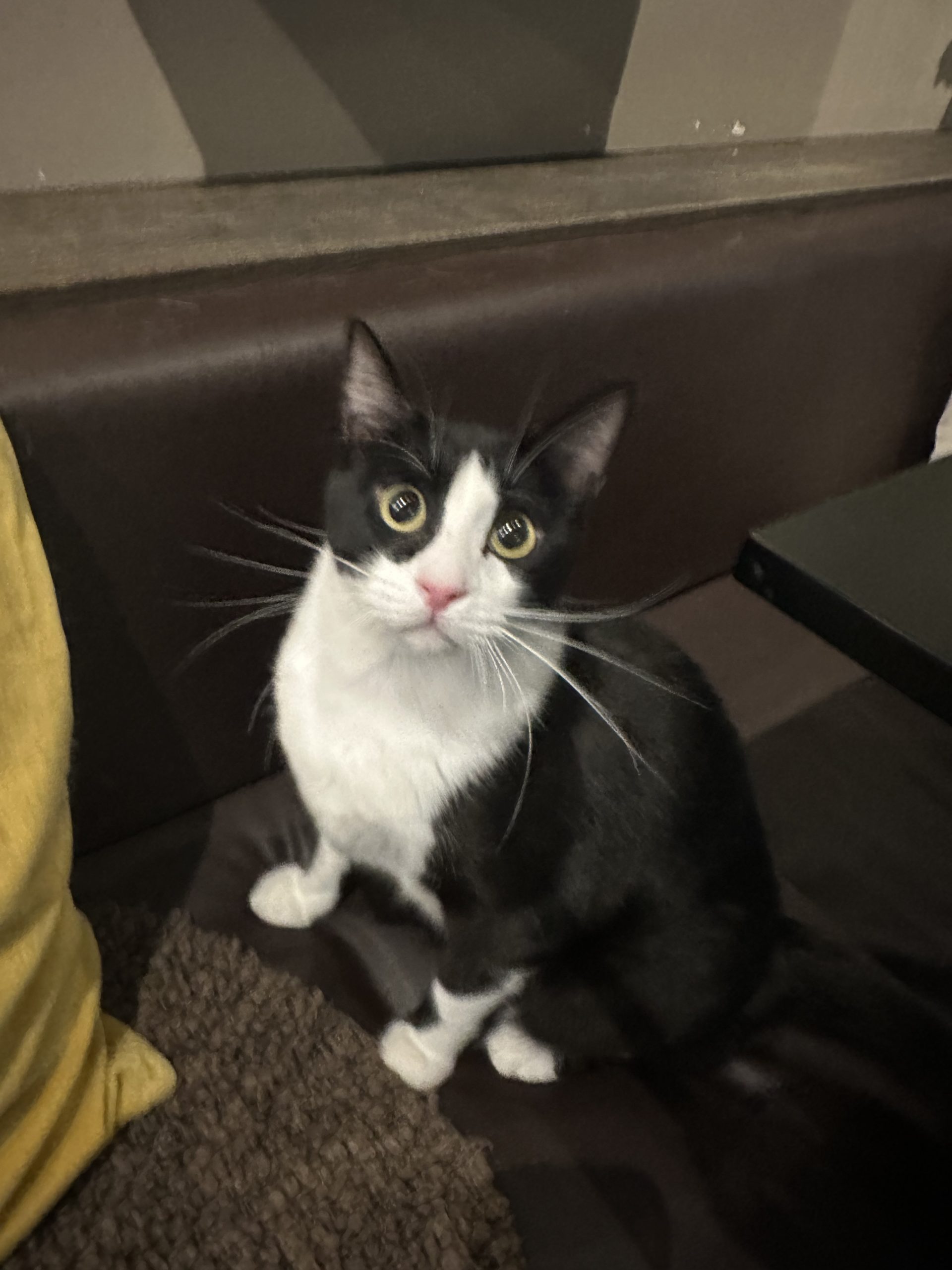 oreo