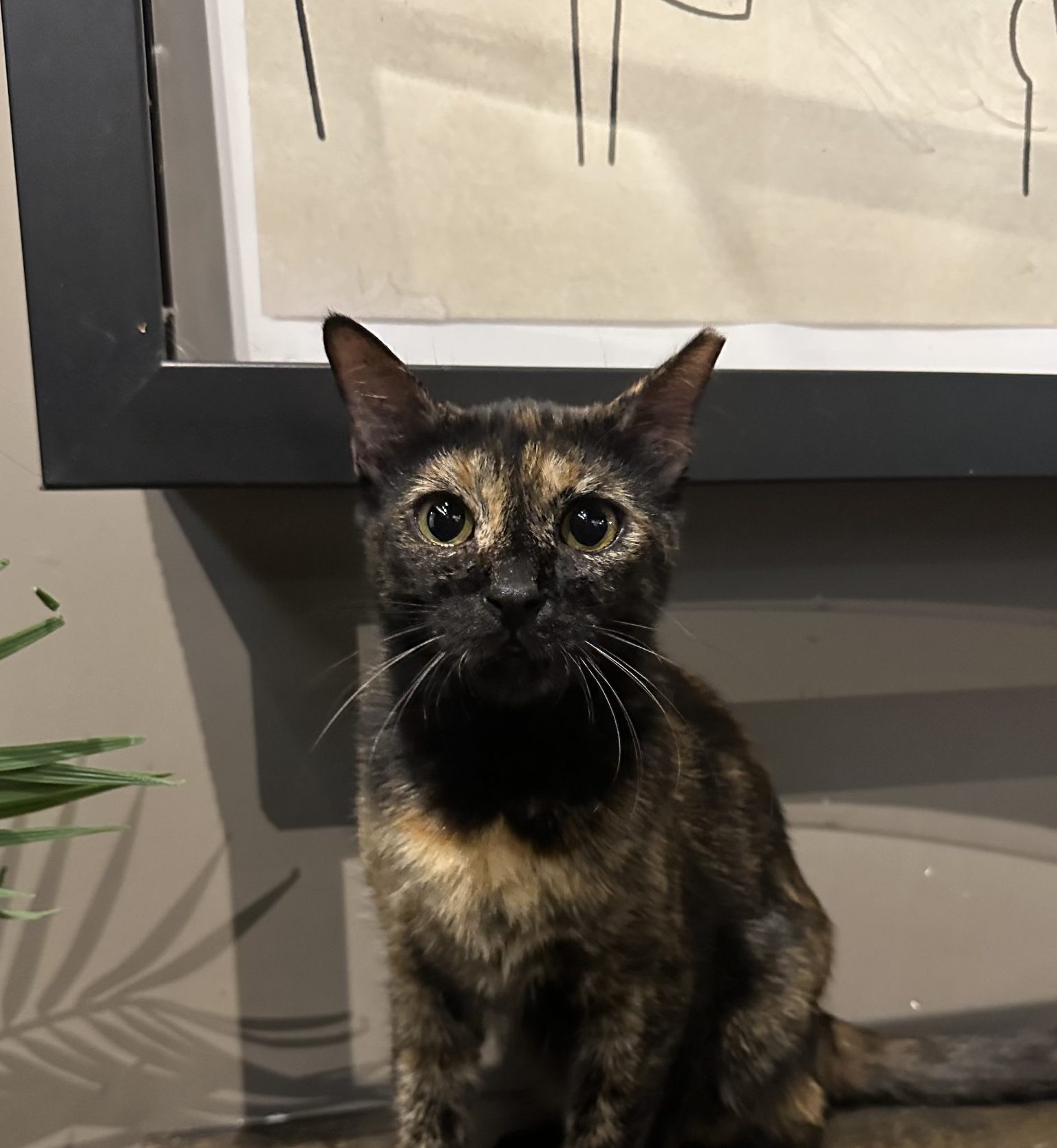 mia